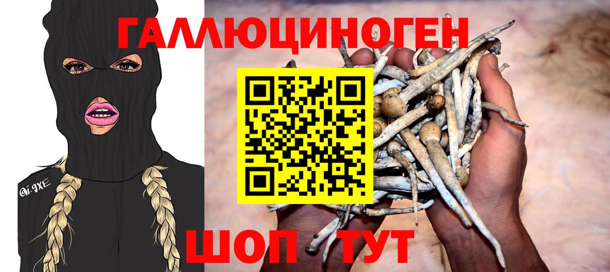 Псилоцибиновые грибы Psilocybe Белореченск